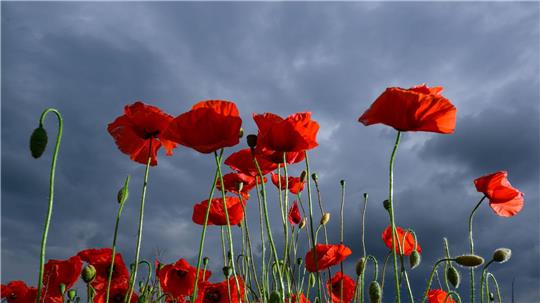 Ein dicht bewachsenes Feld voller leuchtend rotem Klatschmohn blüht in Ostbrandenburg vor einer herannahenden Gewitterfront.