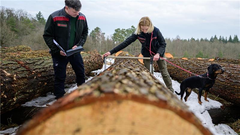 Ein dicker Stamm einer Douglasie geht in die Versteigerung der Landesforsten. 