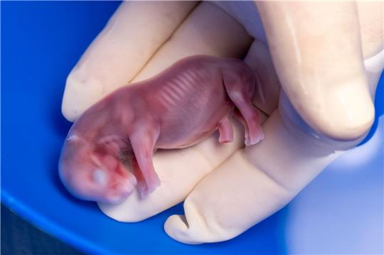 Ein durch künstliche Befruchtung erzeugter Embryo eines südlichen Breitmaulnashorns.