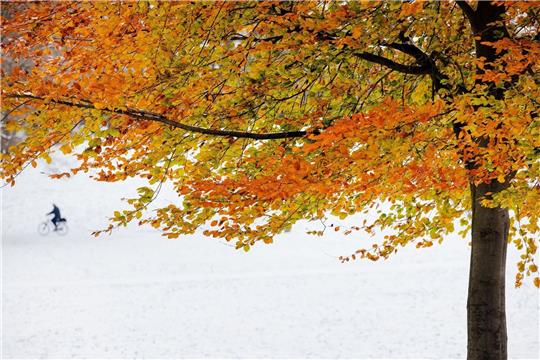 Ein einzelner herbstlich verfärbter Baum. Symbolbild: dpa