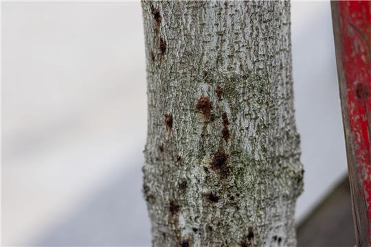 Ein erkrankter Baum ist in der Innenstadt von Freiburg zu sehen. Aufgrund extremer werdender Klimabedingungen sind Bäume immer mehr biotischen und abiotischen Stressfaktoren ausgesetzt und dadurch anfällig für Schaderreger.