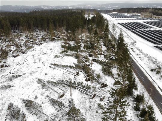 Ein erschütterndes Bild: An der K 38 zwischen Clausthal-Zellerfeld und Altenau haben die Stürme viele Bäume zu Fall gebracht. Fotos: Neuendorf