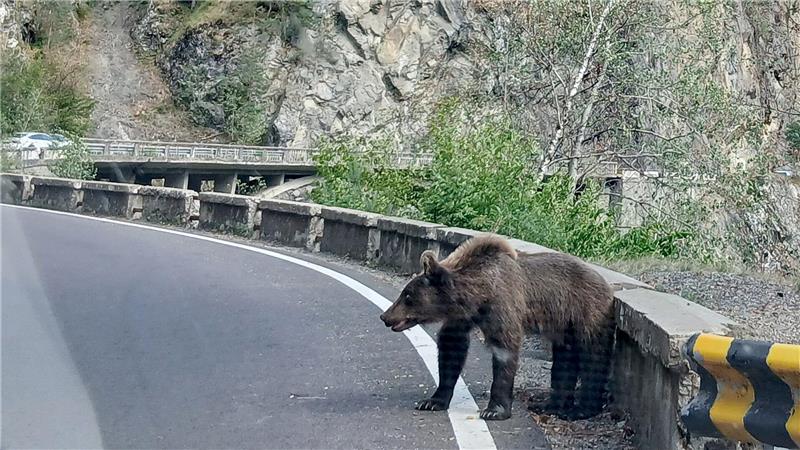 Karpaten: Bären rücken Menschen auf den Pelz Ein etwa fünf Jahre alter Jungbär auf der Bergstraße Transfagarasan in den rumänischen Karpaten knurrt Autofahrer an.