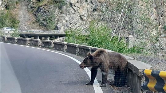 Ein etwa fünf Jahre alter Jungbär auf der Bergstraße Transfagarasan in den rumänischen Karpaten knurrt Autofahrer an.