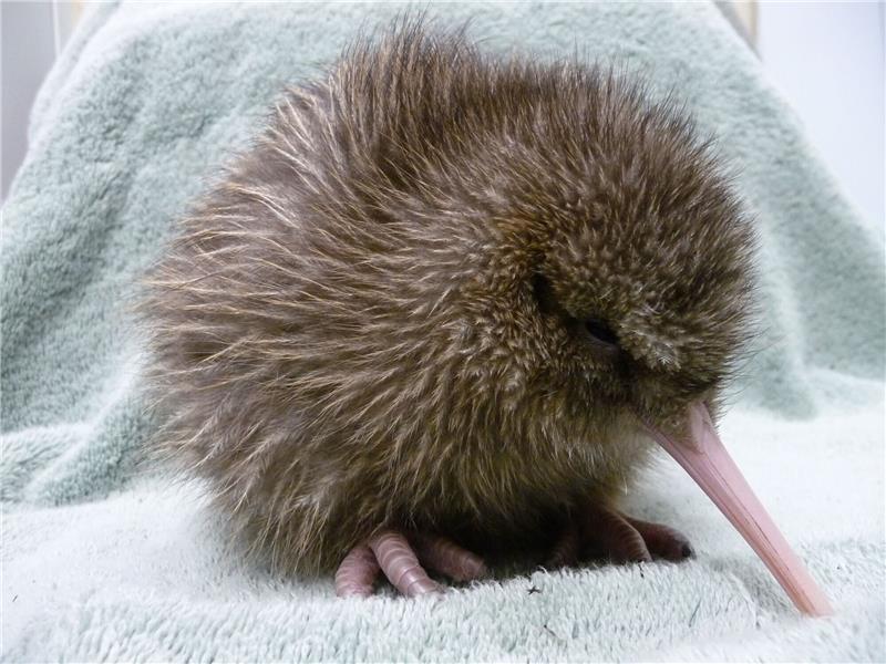 Ein fünf Tage alter Kiwi, geschlüpft im Jahrt 2010 an der südlichen Westküste Neuseelands. Der Kiwi ist ein flugunfähiger Vögel, der nur in Neuseeland heimisch ist.