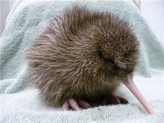 Ein fünf Tage alter Kiwi, geschlüpft im Jahrt 2010 an der südlichen Westküste Neuseelands. Der Kiwi ist ein flugunfähiger Vögel, der nur in Neuseeland heimisch ist.