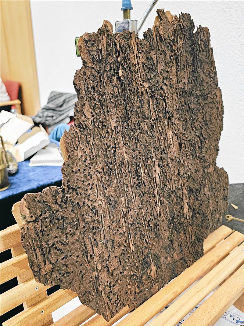 Ein geglättetes Stück Rinde mit Borkenkäfer-Spuren mutet fast schon künstlerisch an. Foto: Potthast