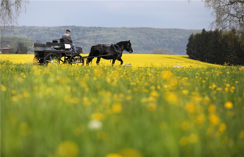 Ein generelles Kutschenverbot im Landkreis Harz? Foto: picture alliance/dpa | Thomas Warnack