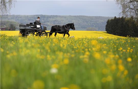 Ein generelles Kutschenverbot im Landkreis Harz? Foto: picture alliance/dpa | Thomas Warnack