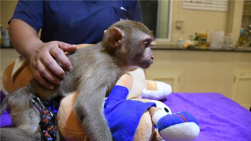 Ein geretteter Affe wird in der Klinik betreut.