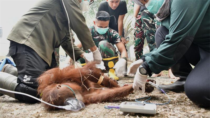 Schwere Waldbrände auf Borneo - Orang-Utans in Lebensgefahr Ein gerettetes Jungtier trug schwere Verbrennungen davon.