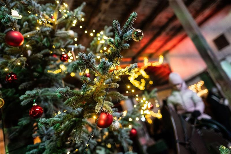 Adventsmarkt im ältesten Vollblutgestüt Deutschlands Ein geschmückter Weihnachtsbaum leuchtet auf dem Adventsmarkt im Vollblutgestüt.
