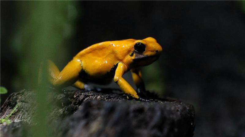 Ein goldener Pfeilgiftfrosch (Phyllobates terribilis) sitzt im Amphibienhaus des Zoos von Cali in Kolumbien.