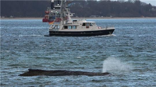 Ein größerer Saugbagger wird demnächst vor Ort erwartet.