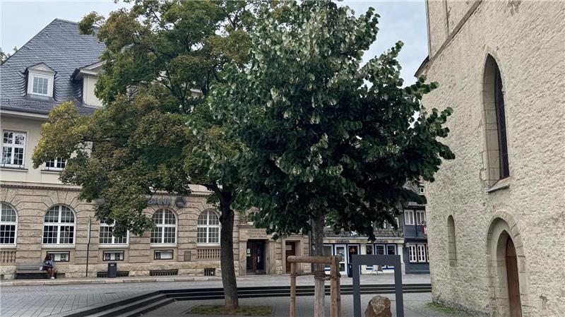 Stadt Goslar betreut mehr als 12.000 Bäume in allen Stadtteilen Ein großer Baum kann eine beachtliche Menge Sauerstoff produzieren und Schadstoffe, Staub und andere Partikel aus der Luft filtern.