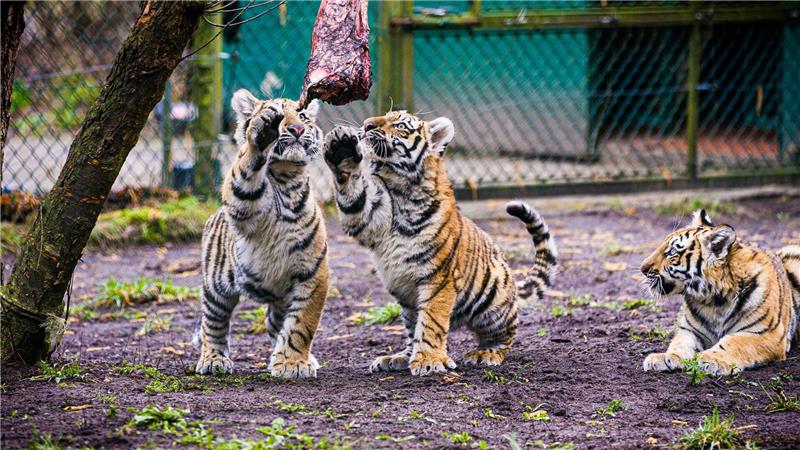 Ein halbes Jahr alt sind die drei Sibirischen Tiger im Serengeti-Park. 