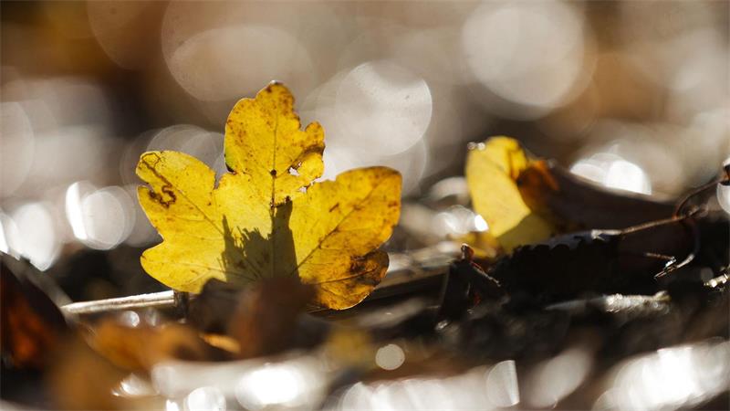 Ein herbstlich gefärbtes Blatt liegt im Gegenlicht der Sonne auf einem Feld bei Langenenslingen.