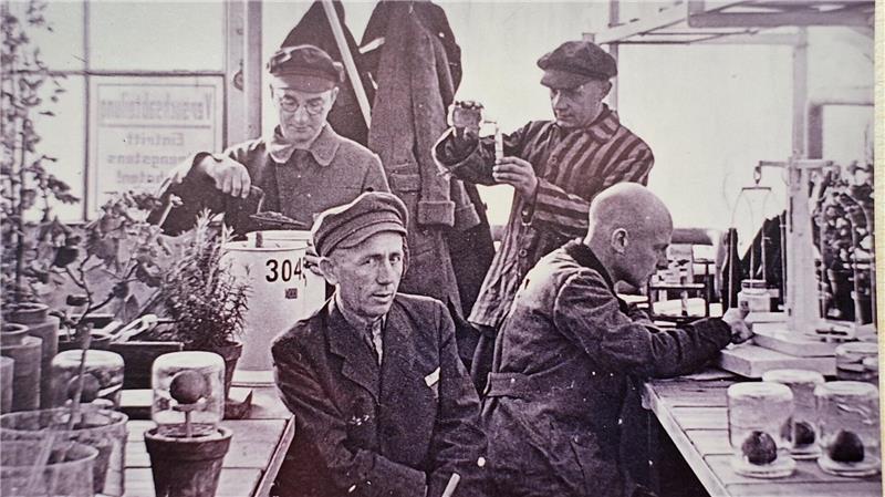 Erinnern an Nazi-Opfer: Kaplan Johannes Jäger überlebt Dachau-Haft Ein illegal aufgenommenes und nach außen geschmuggeltes Foto zeigt Johannes Jäger mit anderen Personen bei der Arbeit im Gewächshaus des KZ Dachau. Es stammt aus dem Nachlass Jäger im Bistumsarchiv Hildesheim.