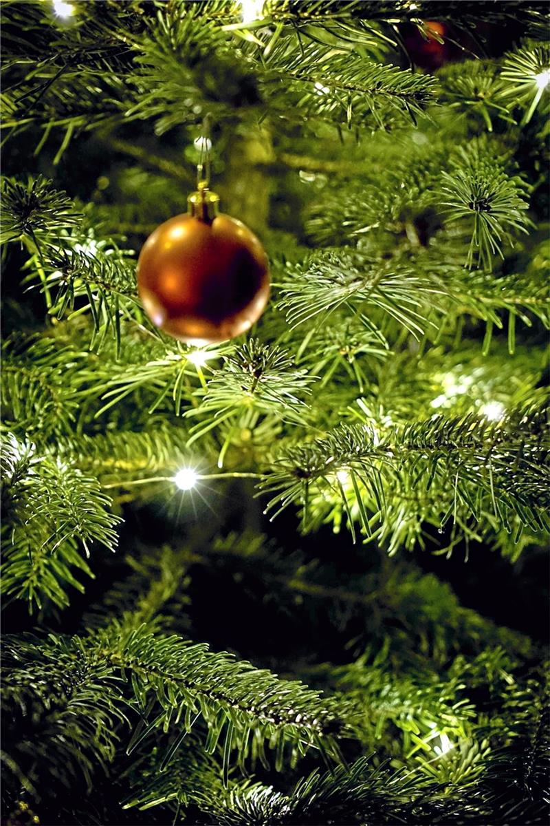 Der Baum zum Fest ist (k)ein Muss Ein immergrüner Nadelbaum, meist als Nordmanntanne, ist für viele Menschen ein Muss zum Weihnachtsfest. Mancher macht sich auf den letzten Drücker noch auf, um voller Eile einen Christbaum zu kaufen. Aber warum?. Symbolbild: Pixabay