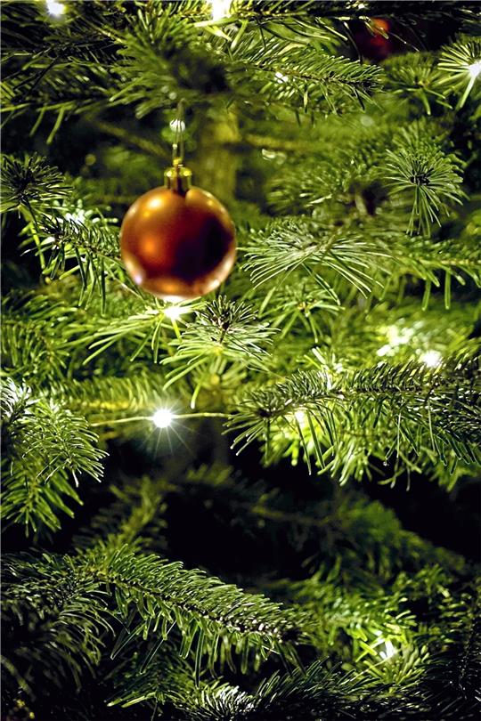 Ein immergrüner Nadelbaum, meist als Nordmanntanne, ist für viele Menschen ein Muss zum Weihnachtsfest. Mancher macht sich auf den letzten Drücker noch auf, um voller Eile einen Christbaum zu kaufen. Aber warum?.  Symbolbild: Pixabay