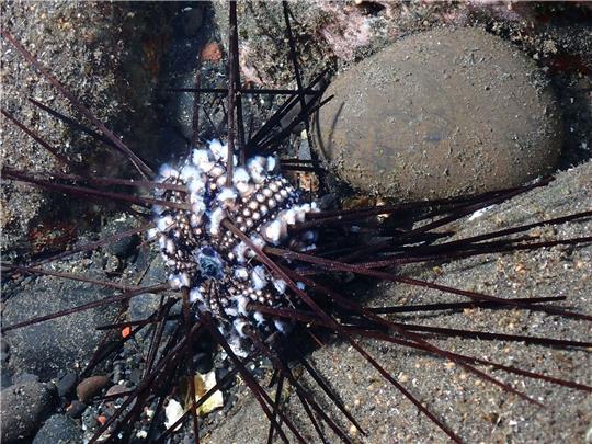 Ein infizierter Seeigel auf der Insel La Réunion.