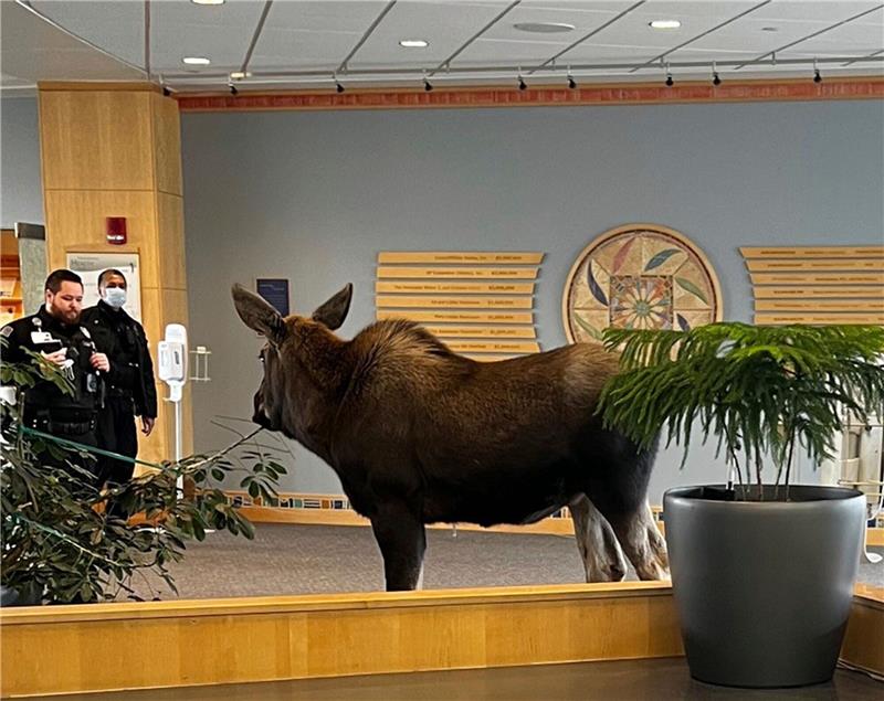 Ein junger Elch steht in einem Krankenhaus in Anchorage zwei Mitarbeitern gegenüber.
