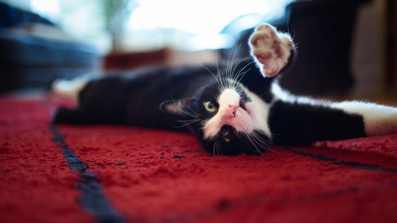 Ein junger Kater streckt sich zwischendurch auch mal. (Archivbild)