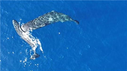 Ein junger Pottwal rammt einen anderen seitlich mit dem Kopf.