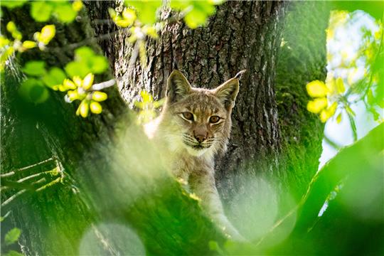 Ein junges Luchsmännchen aus dem Tiergarten Nürnberg zieht in das große Freigehege des Nationalparks Harz an der Rabenklippe ein. Foto: Tom Burger, TGN / Pressemitteilung des Nationalparks Harz