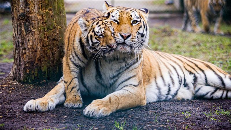 Ein kleiner Sibirischer Tiger erkundet mit seiner Mutter Anastasia das Gelände des Serengeti-Parks. 
