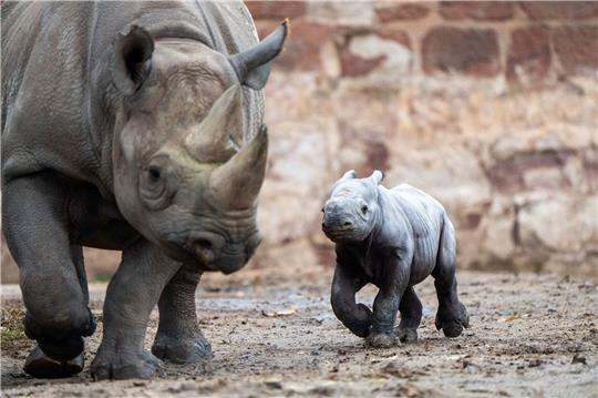 Ein kleines Nashornjunges läuft neben seiner Mutter im Chester Zoo.