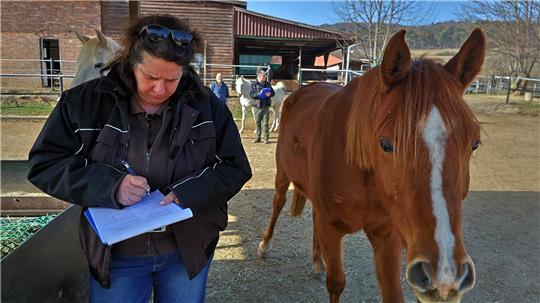 Person steht neben einem braunen Pferd mit weißer Stirnzeichnung auf einem Hof mit Gebäuden und weiteren Personen im Hintergrund