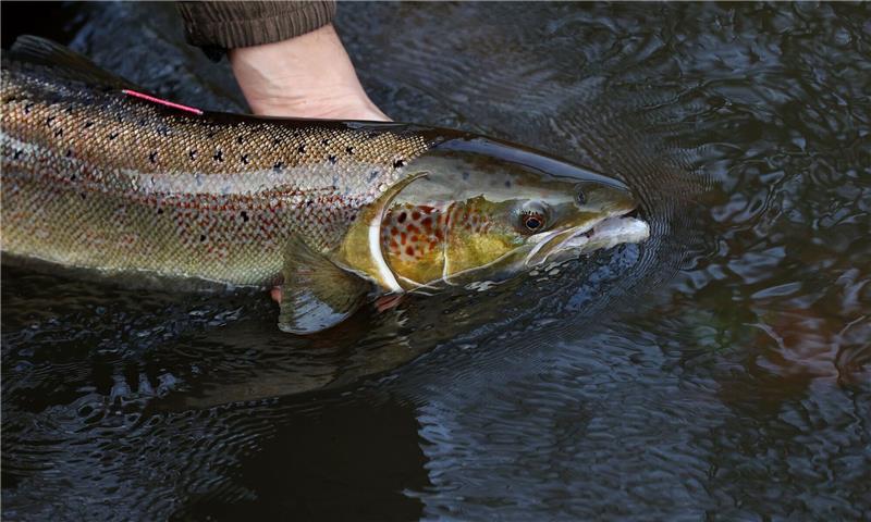 Atlantischer Lachs nun global als „gefährdet” eingestuft Ein laichreifer Lachs: Der atlantische Lachs ist auf der neuen Roten Liste der bedrohten Arten global nun als «potenziell gefährdet» eingestuft worden.