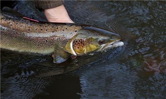 Ein laichreifer Lachs: Der atlantische Lachs ist auf der neuen Roten Liste der bedrohten Arten global nun als «potenziell gefährdet» eingestuft worden.