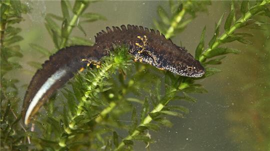 Ein männlicher Kammmolch: Eines der Tiere wurde in einem Weiher bei Seesen gefunden. Naturfreunde freuen sich über den "Überraschungsfund".