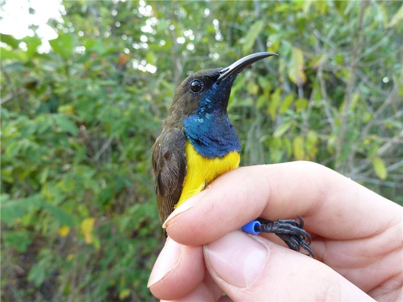 Ein männlicher Wakatobi-Nektarvogel (Cinnyris infrenatus).