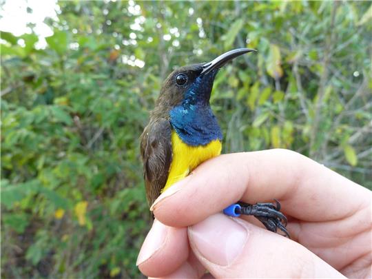 Ein männlicher Wakatobi-Nektarvogel (Cinnyris infrenatus).