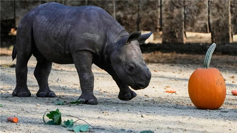 Ein männliches Spitzmaulnashorn-Kalb, geboren am 13. September 2025, gibt sein Debüt in der Öffentlichkeit im Cleveland Metroparks Zoo.