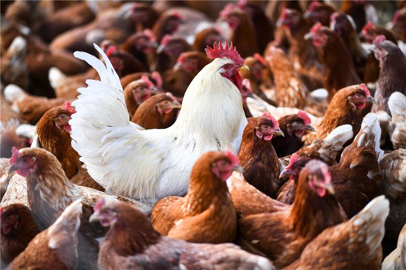 WHO: Vogelgrippe-Risiko für Menschen wächst Ein mögliches Überspringen des Vogelgrippe-Virus auf den Menschen bereitet Experten Sorgen.