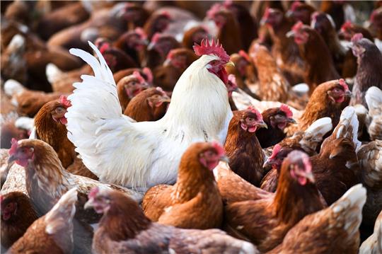 Ein mögliches Überspringen des Vogelgrippe-Virus auf den Menschen bereitet Experten Sorgen.