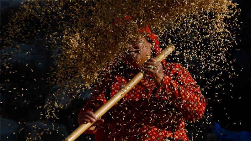 Ein nepalesischer Bauer sortiert die Reiskörner während der Erntezeit am Rande von Bhaktapur, Nepal.