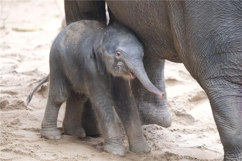 Wieder Elefant im Leipziger Zoo geboren Ein noch namenloses Elefantenbaby steht im Zoo bei der Herde. Leitkuh Kewa hat am frühen Samstagmorgen eine Tochter zur Welt gebracht.