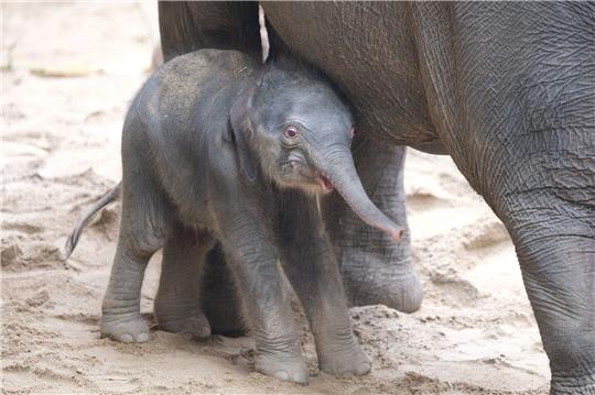 Ein noch namenloses Elefantenbaby steht im Zoo bei der Herde. Leitkuh Kewa hat am frühen Samstagmorgen eine Tochter zur Welt gebracht.