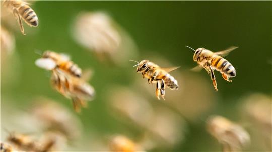 Ein riesiger Bienenschwarm ist durch eine israelische Kleinstadt gezogen. (Symbolbild)