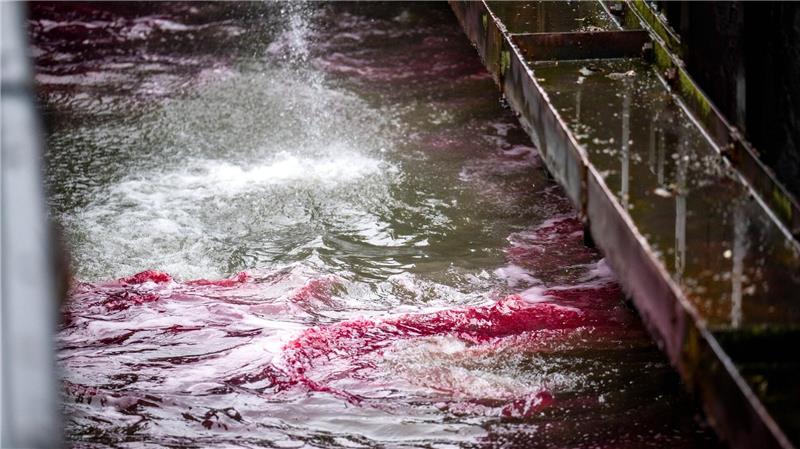 Schiffskollision in Cuxhaven – Riss lässt Öl austreten Ein roter Ölteppich bereitet sich auf dem Wasser aus.
