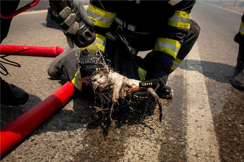Brände auf Rhodos: Wind erschwert Löscharbeiten Ein rumänischer Feuerwehrmann sprüht nahe des Dorfes Gennadi Wasser auf eine vor dem Feuer gerettete Katze.