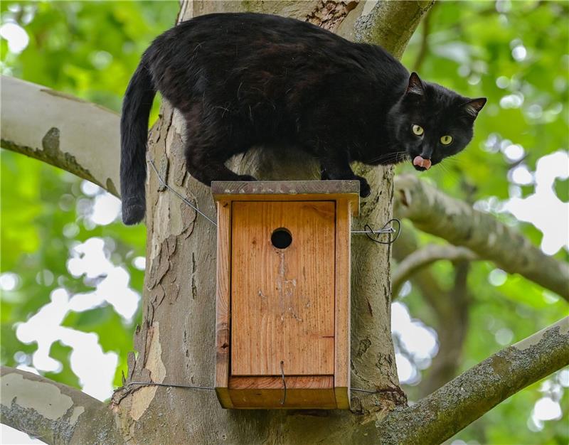 Studie: Freilaufende Katzen gefährden die Artenvielfalt Ein schwarzer Kater sitzt während seiner Jagd nach Vögeln auf einem Nistkasten an einem Baum.