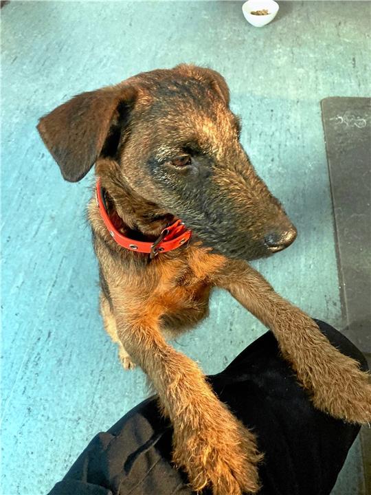 Ein tapsiger Westfalenterrier, der von einem Forstmitarbeiter im Wald gefunden wird, verbringt den Donnerstagnachmittag auf dem Polizeikommissariat Oberharz. Der Besitzer aus Bad Sachsa holt seinen Hund schließlich am Freitag im Tierheim Eckertal ab. Foto: Polizei