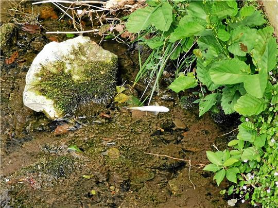 Ein toter Fisch schwimmt in der Tölle mit dem Bauch nach oben. Foto: Heinichen