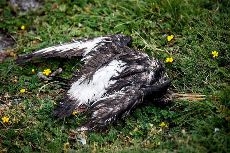 Neuer Vogelgrippe-Ausbruch im Emsland: 4300 Tiere betroffen Ein toter Vogel liegt am Boden.
